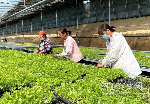 農(nóng)業(yè)科技向新而行，希望田野喜看豐景