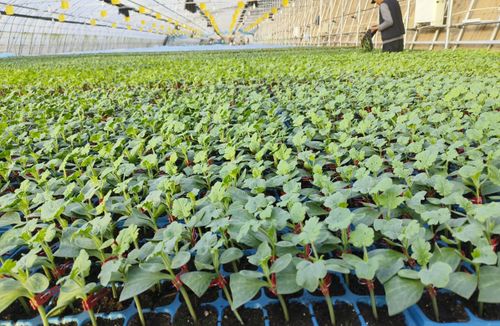 農(nóng)業(yè)新質(zhì)生產(chǎn)力看北京 京味農(nóng)產(chǎn)品搭上科技順風車