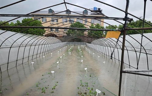 臺風災后蔬菜生產(chǎn)恢復技術(shù)指導與農(nóng)業(yè)科研支撐