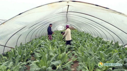 邵陽縣新聞快訊 農(nóng)業(yè)技術研究助力鄉(xiāng)村振興