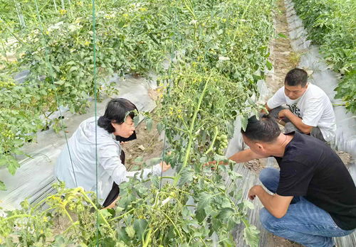 慶元網(wǎng) 農(nóng)業(yè)技術研究助力鄉(xiāng)村振興