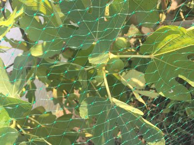 虎林窗臺遮陽網(wǎng)廠家 以腳踏實地精神推動農(nóng)業(yè)技術(shù)研究