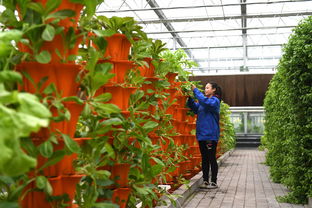 河北青縣 現代農業鋪就鄉村振興路