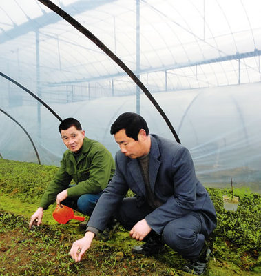 田壟間的堅守者 汪田有深耕農技十六載，鋪就農民致富路