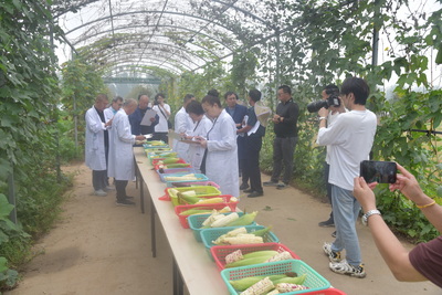 第十屆中國(guó)(武清)北方鮮食玉米大會(huì)圓滿(mǎn)落幕，科技創(chuàng)新引領(lǐng)鮮食玉米產(chǎn)業(yè)新篇章