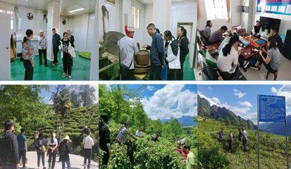 規(guī)范專(zhuān)用標(biāo)志使用 助力特色品牌發(fā)展——怒江州農(nóng)業(yè)技術(shù)推廣中心扎實(shí)推進(jìn)老姆登茶地理標(biāo)志產(chǎn)品專(zhuān)用標(biāo)志核準(zhǔn)審查工作