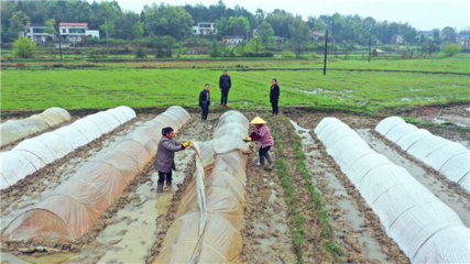 農技專家田間送暖 科學應對低溫保春苗